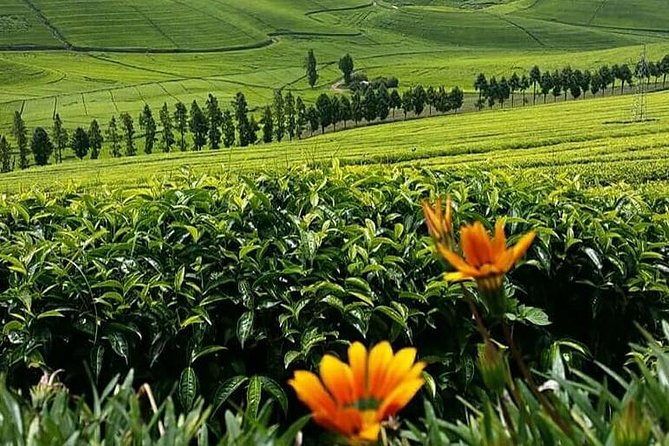 1-Day Lake Kivu Karongi Boat Cruise & Coffee farming with Lunch - Lunch beside the lake in Karongi