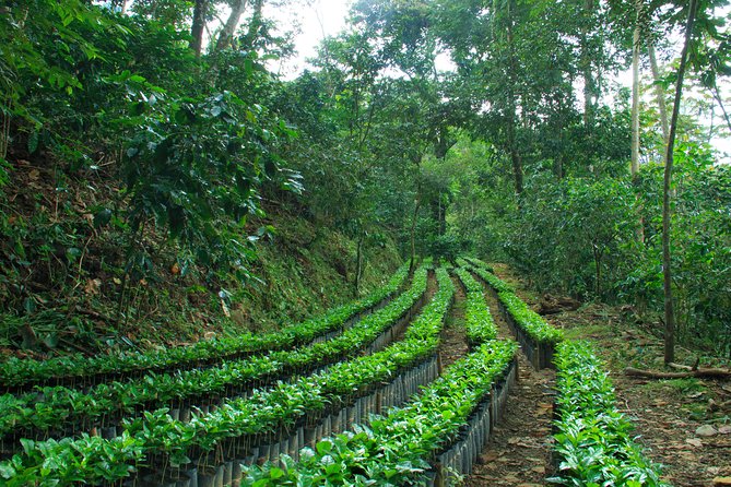 3 Levels of Huatulco the coffee you've been looking for - Meeting the people behind the cup