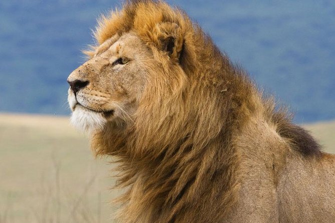 6 Days Serengeti Safari(hiking waterfalls &coffee tour) - Day 3: Early game viewing in Seronera