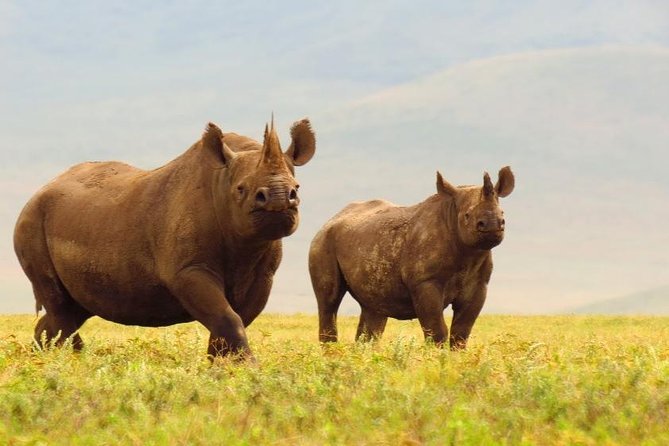 6 Days Serengeti Safari(hiking waterfalls &coffee tour) - Day 4: Ngorongoro Crater and the black rhino search