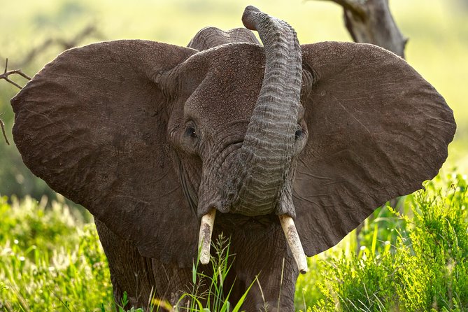 7 Days Tanzania Luxury Safari Experience & Coffee Walking Tour - Four Parks, Seven Days, One Busy Circuit