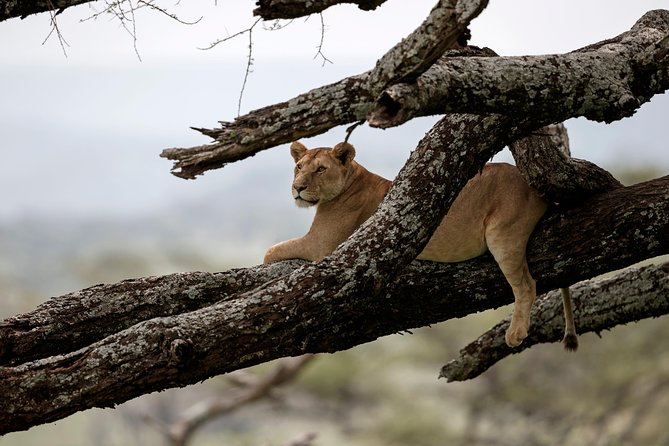 7 Days Tanzania Luxury Safari Experience & Coffee Walking Tour - Day 2: Lake Manyara’s Birds, Forests, and Alkaline Waters
