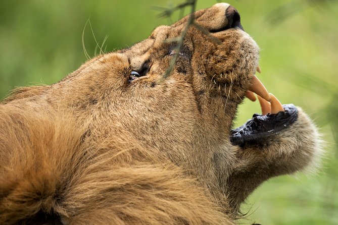 7 Days Tanzania Luxury Safari Experience & Coffee Walking Tour - Day 5: Ngorongoro Views and a Karatu Coffee Walk
