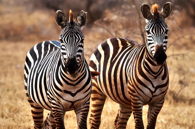 7 Days Tanzania Luxury Safari Experience & Coffee Walking Tour - Day 7: Returning to Arusha