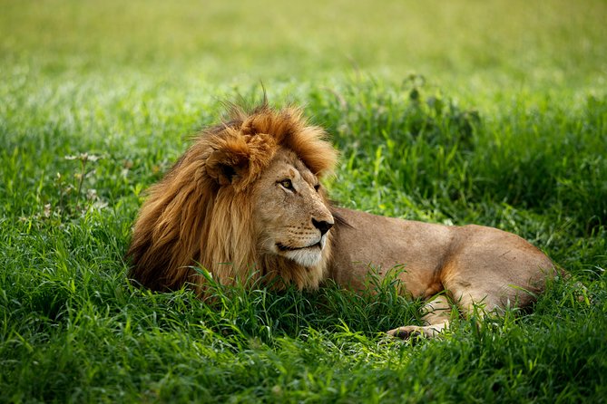 7 Days Tanzania Luxury Safari Experience & Coffee Walking Tour - What the $4,011 Price Really Covers
