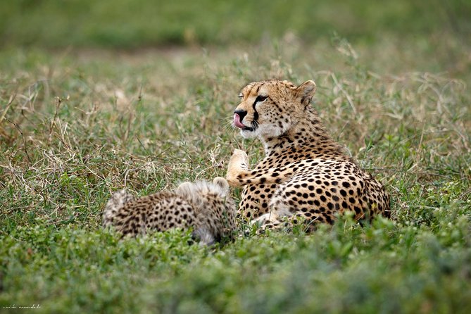 7 Days Tanzania Luxury Safari Experience & Coffee Walking Tour - Day 3: The Long Road Into the Serengeti
