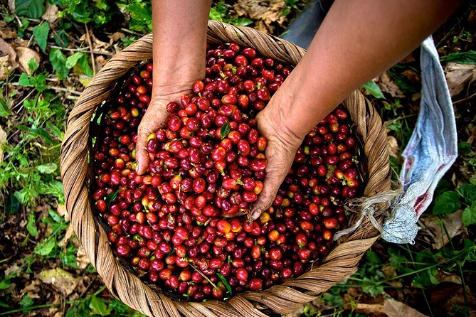 A taste of Aquiares - 2 hours Coffee Tour - Why Aquiares makes coffee feel personal