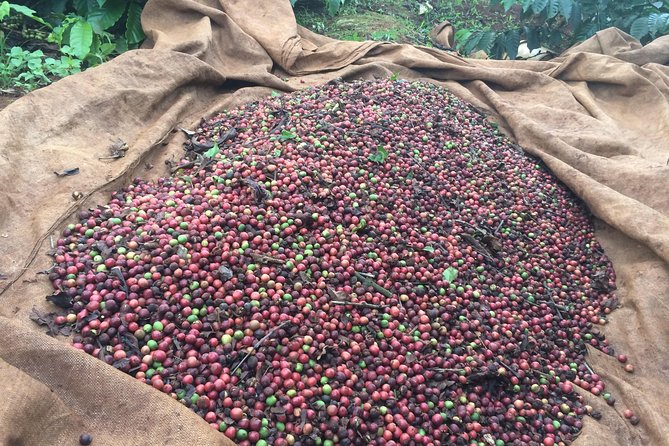 Amazing Coffee full-day tour in Buon Ma Thuot - Daklak - Inside the coffee factory: from farmer to bean
