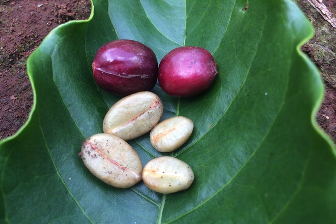 Amazing Coffee full-day tour in Buon Ma Thuot - Daklak - Lunch and the seasonal harvest from October through December