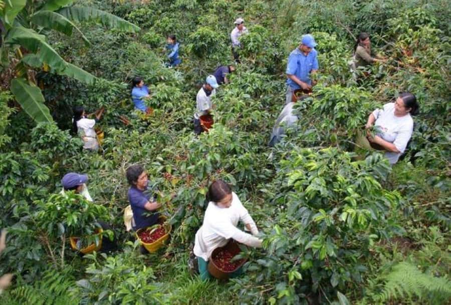 Arusha: Coffee Plantation Tour with Tasting and Hands-On … - Why this Arusha coffee tour is worth your morning