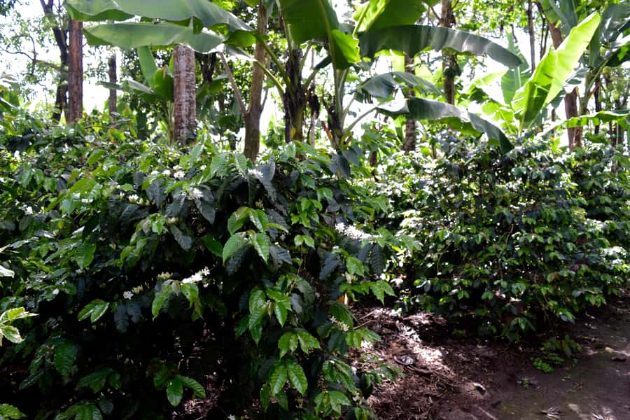 Arusha: Coffee Tour - Roasting over an open flame