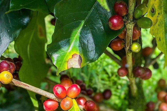 ATV Waterfall & Organic Coffee Farm with Lunch - Who Will Enjoy This Most?