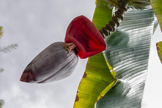 Award Winning Farm Tour: Coffee, Chocolate and Unique Gifts - Cacao, Chocolate, and the Best Tasting Moment