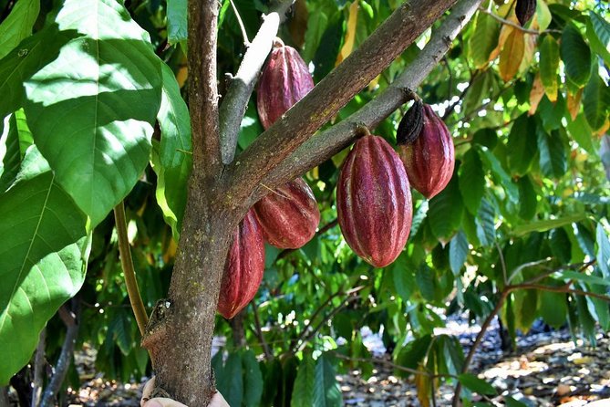 Award Winning Farm Tour: Coffee, Chocolate and Unique Gifts - Handmade Gifts That Make Sense