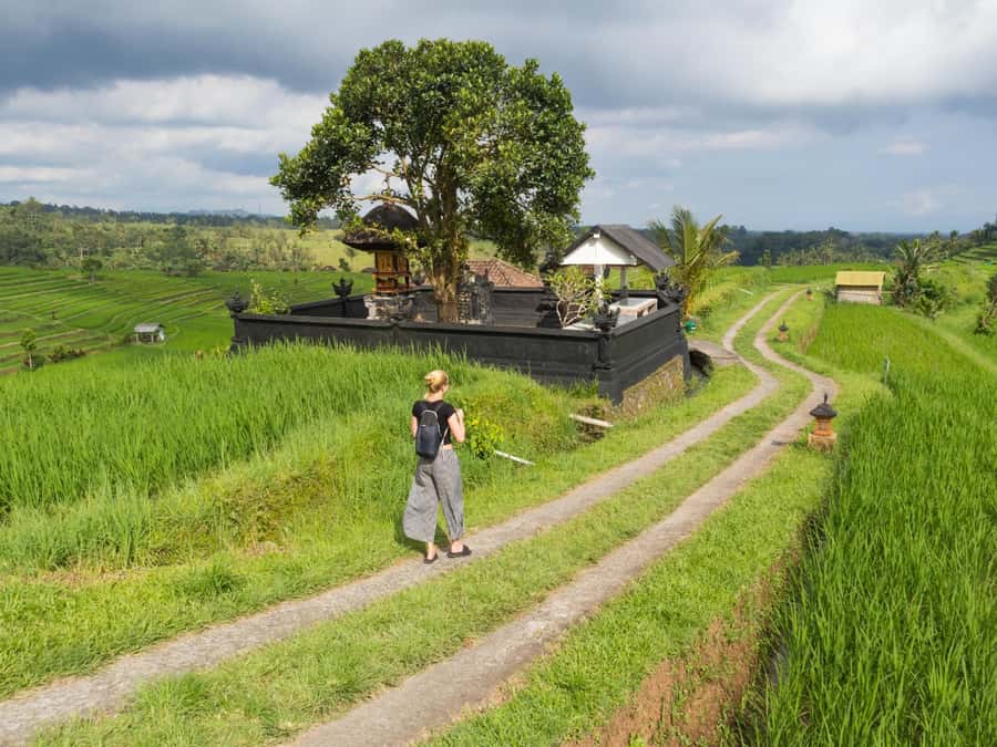 Bali: Jatiluwih Rice Terraces, Sangeh Forest & Coffee Tour - Sangeh Forest: macaques, temples, and a photo-sales warning
