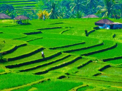 Jatiluwih Rice Terraces, Sangeh Forest & Coffee Tour