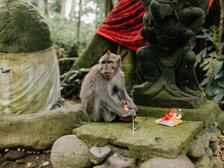 Bali: Jatiluwih Rice Terraces, Sangeh Forest & Coffee Tour - Jatiluwih: two hours among Bali’s famous rice terraces