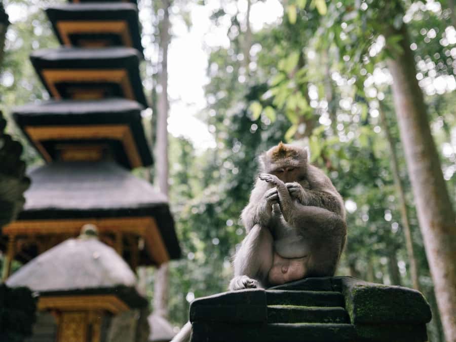 Bali: Jatiluwih Rice Terraces, Sangeh Forest & Coffee Tour - Who should book this experience?