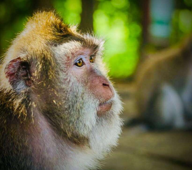 Bali: Ubud Monkey Forest, Coffee Plantation, and Market Tour - Four Ubud-area stops in one full day