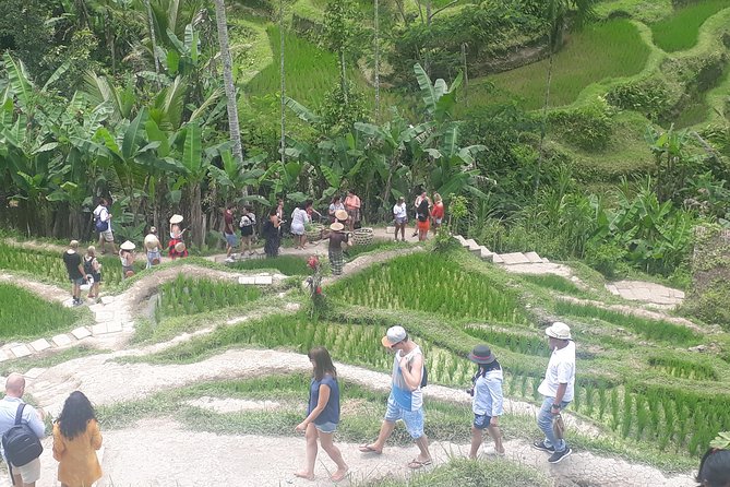 Batur Volcano Sunrise Trekking, Rice Teracce & Bali Coffee Plantation Tour - What the $75 price really covers