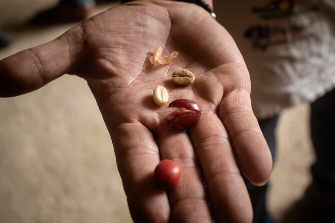 Best Coffee Tour from Medellin with Lunch and Transportation - Timing, group size, and what to confirm