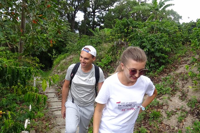 Blue Mountain Coffee and Sightseeing Tour - Is $325 a fair price?