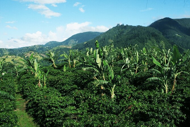 Blue Mountain Coffee, Bob Marley and Art Tour from Montego Bay - Why this Montego Bay day trip is worth considering