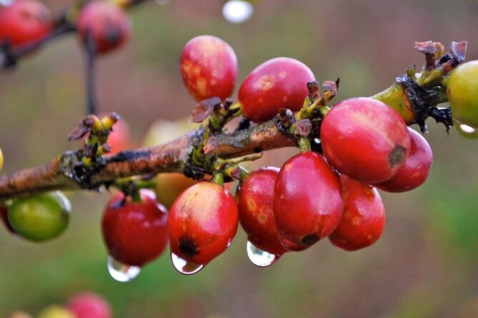 Blue Mountain Coffee, Bob Marley and Art Tour from Montego Bay - How good is the $315 value?