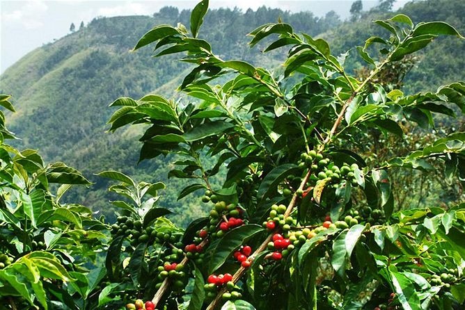 Blue Mountains Coffee Private Tour from Kingston - Leaving Kingston for the Blue Mountains