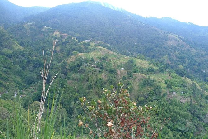 Blue Mountains Coffee Private Tour from Kingston - What makes the Blue Mountain coffee lesson worthwhile