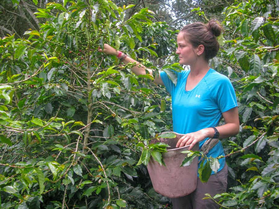 Bogotá: Guided Coffee Tour with Lunch, and Pickup & Drop-Off - Key points to know before you go
