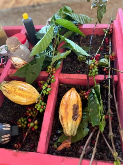 Buggy Tour in Punta Cana: Mamajuana – Coffee – Swimming in Cenote and Macao Beach