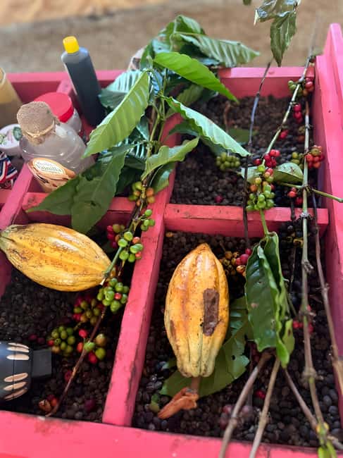 Buggy Tour in Punta Cana: Mamajuana - Coffee - Swimming in Cenote and Macao Beach - Driving muddy rural trails near the Eastern Cordillera
