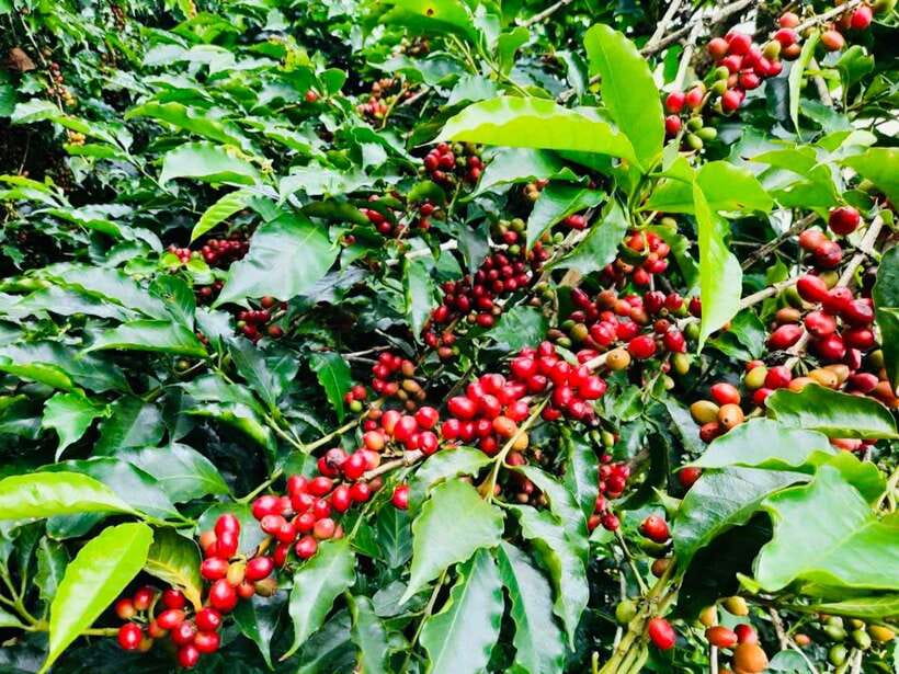 Buon Ma Thuot: Bean to Brew Coffee Farm Tour with Tasting - Key points to know before booking