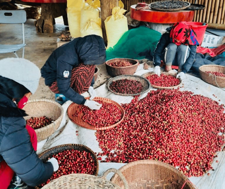 Buon Ma Thuot: Bean to Brew Coffee Farm Tour with Tasting - Robusta, Arabica, and the taste in your cup