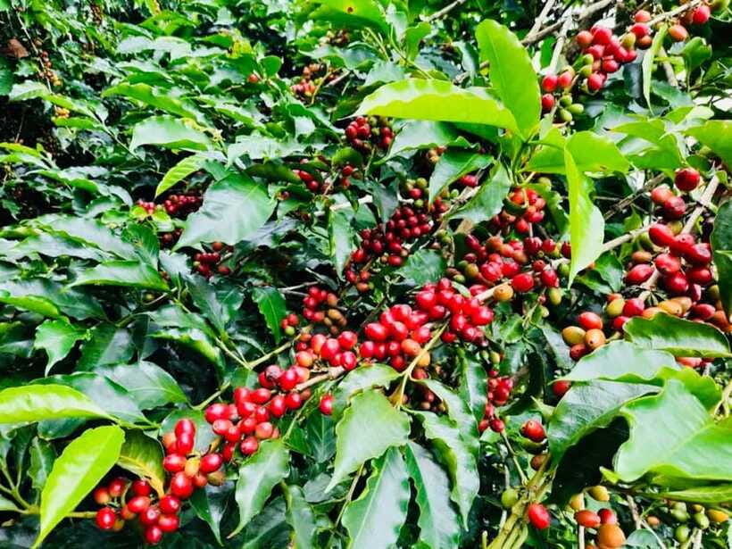 Buon Ma Thuot: Bean to Brew Coffee Farm Tour with Tasting - Organic and conventional farming, explained plainly