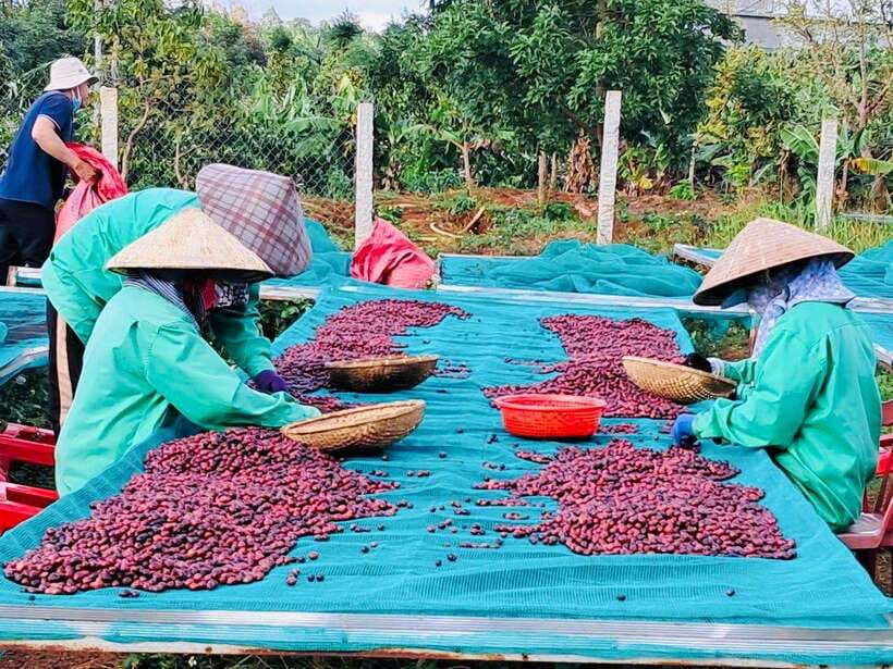 Buon Ma Thuot: Bean to Brew Coffee Farm Tour with Tasting - Irrigation and the work behind healthy trees
