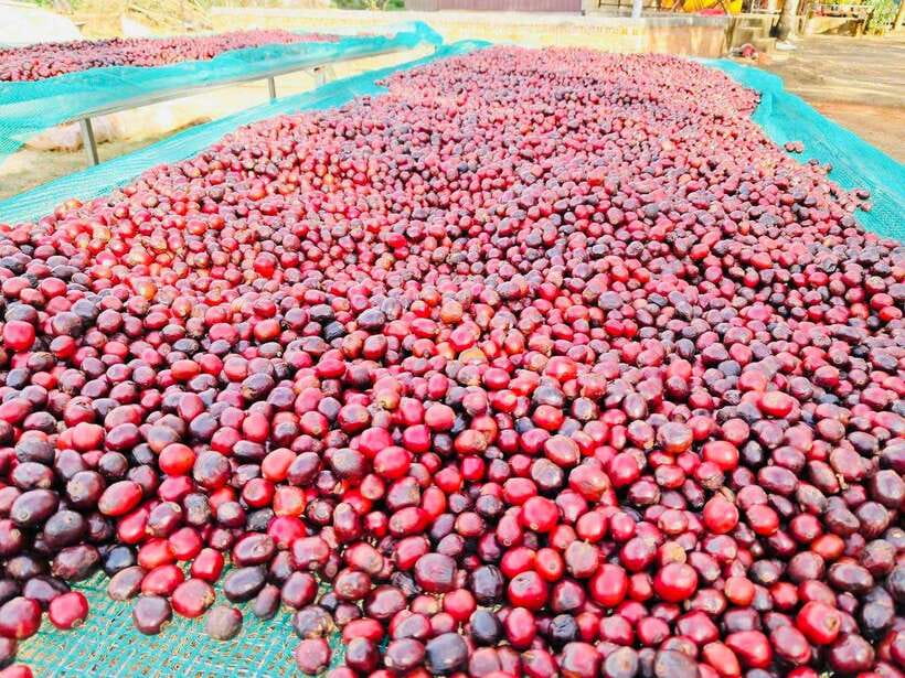 Buon Ma Thuot: Bean to Brew Coffee Farm Tour with Tasting - Ending with a black or milk coffee tasting