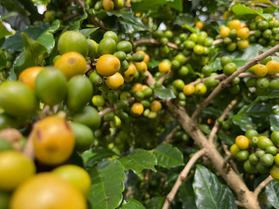 Buon Ma Thuot: Coffee Farm Tour (Bean to Brew) with Pickup - Leaving Buon Ma Thuot for coffee country