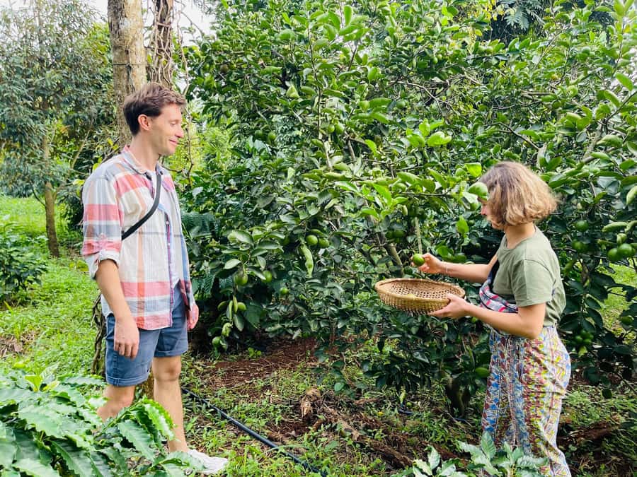 Buon Ma Thuot: Coffee Farm Tour (Bean to Brew) with Pickup - Trying the work: pruning, weeding, and feeding the trees