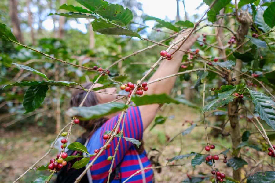Chiang Mai Coffee Full Day Tour: Trek, Brew & Roast Journey. - The best parts of the day at a glance