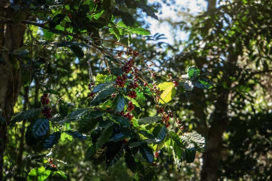 Chiang Mai : Thep Sadet & Coffee Plantation Full Day Hiking - Key points to know before you go