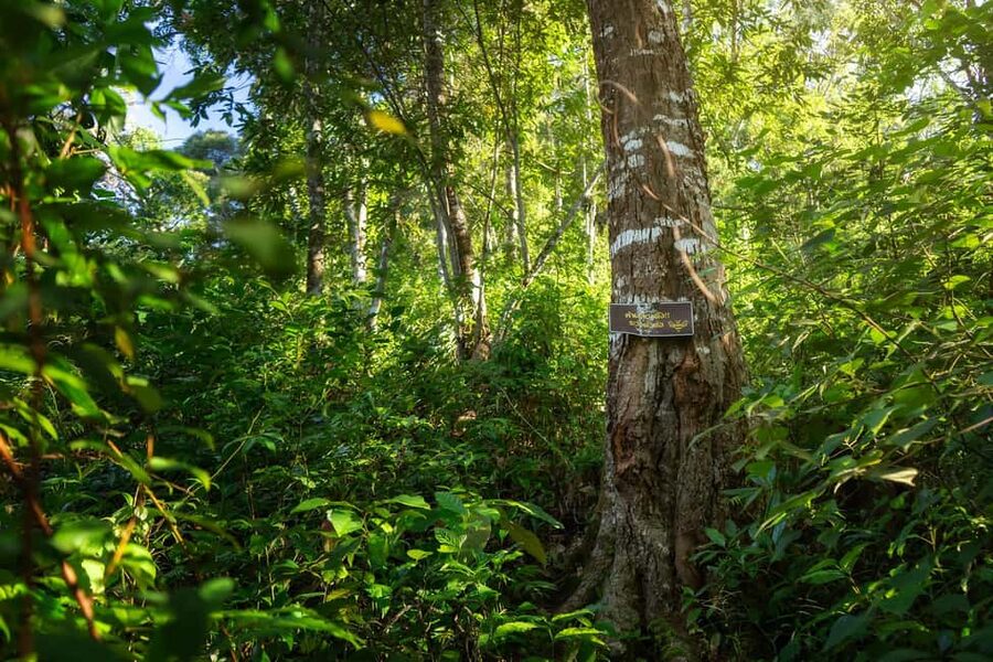 Chiang Mai : Thep Sadet & Coffee Plantation Full Day Hiking - The 1,800-meter summit and its 360-degree view