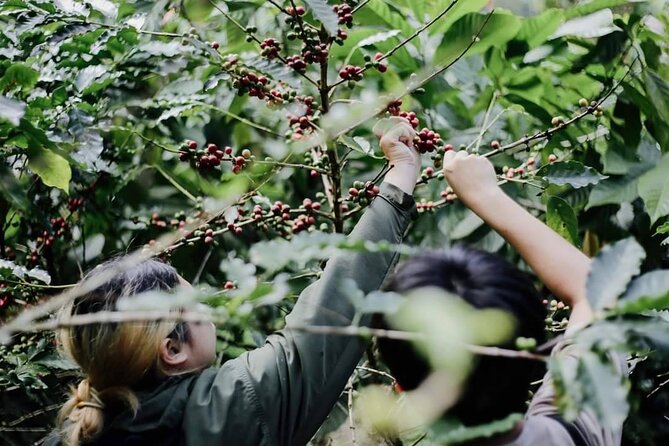 Chiangmai Coffee Farm Tour - From Chiang Mai to a coffee farm near Doi Saket