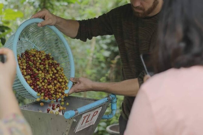 Chiangmai Coffee Farm Tour - Turning dried cherries into a small souvenir