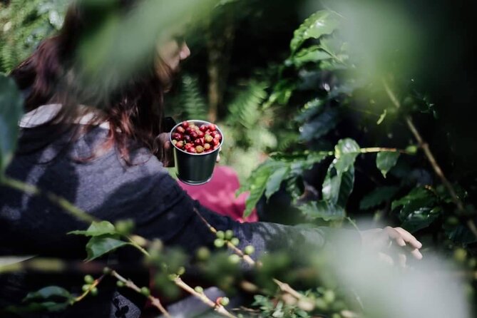 Chiangmai Coffee Farm Tour - Roasting your own coffee in the mountains