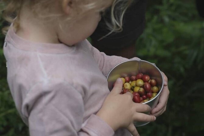 Chiangmai Coffee Farm Tour - Planting a coffee tree before you leave
