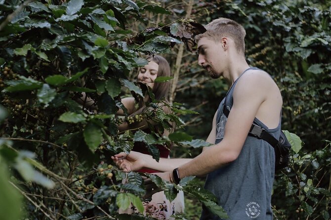 Chiangmai Coffee Farm Tour - A welcome drink with an unusual coffee connection