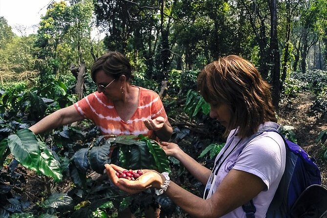 Classic Coorg Coffee Plantation experience - Timing, meeting point, and weather rules