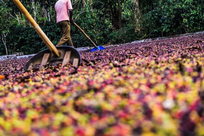 Classic Coorg Coffee Plantation experience - The first 30 minutes, following the coffee plant